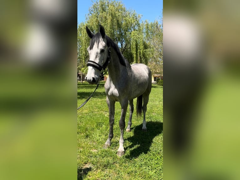 Zangersheide Ruin 3 Jaar 175 cm Zwartschimmel in Tabajd