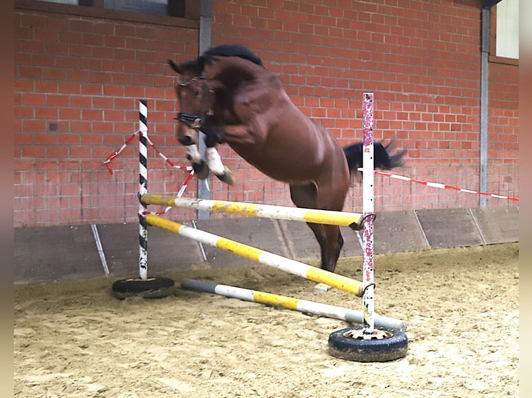 Zangersheide Ruin 3 Jaar 176 cm Bruin in uelsen