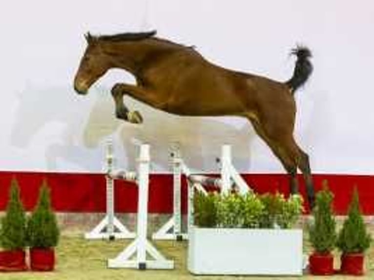 Zangersheide Ruin 3 Jaar 177 cm Bruin in Waddinxveen