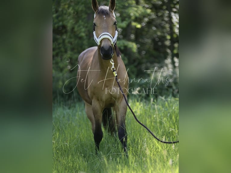 Zangersheide Ruin 4 Jaar 148 cm Cremello in Heusden-Zolder