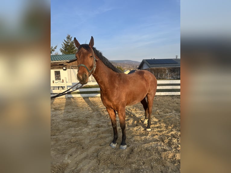 Zangersheide Ruin 4 Jaar 157 cm Bruin in Zella-Mehlis