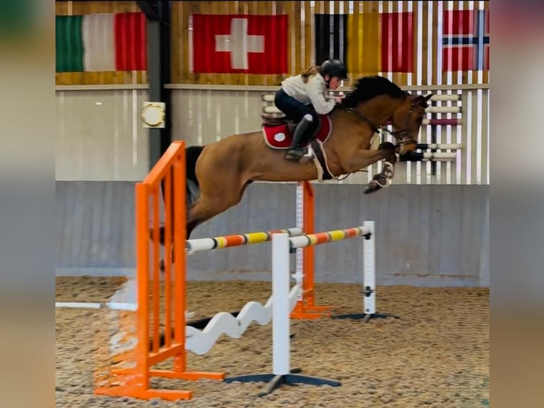 Zangersheide Ruin 4 Jaar 158 cm Bruin in Wijchmaal