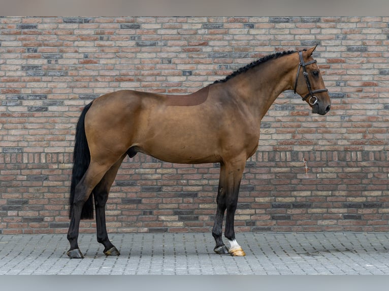 Zangersheide Ruin 4 Jaar 161 cm Bruin in Waddinxveen