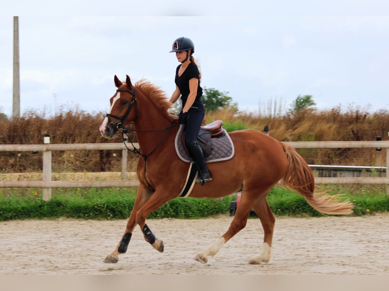 Zangersheide Ruin 4 Jaar 162 cm Vos in Bernay