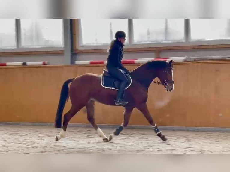 Zangersheide Ruin 4 Jaar 163 cm Bruin in Hude (Oldenburg)
