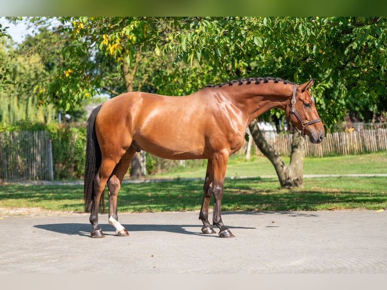 Zangersheide Ruin 4 Jaar 163 cm Bruin in GROTE-BROGEL