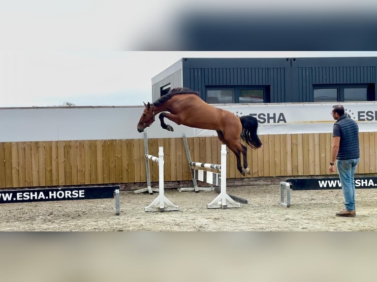 Zangersheide Ruin 4 Jaar 163 cm Bruin in GROTE-BROGEL