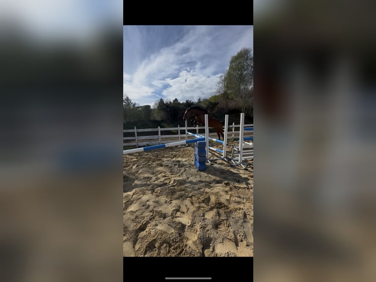 Zangersheide Ruin 4 Jaar 164 cm Bruin in Zella-Mehlis