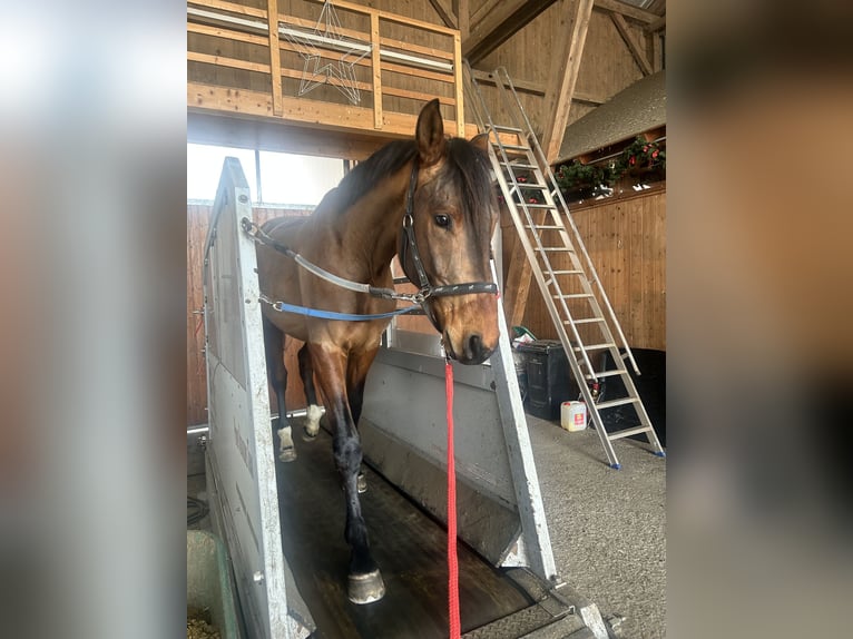 Zangersheide Ruin 4 Jaar 165 cm Bruin in Allershausen