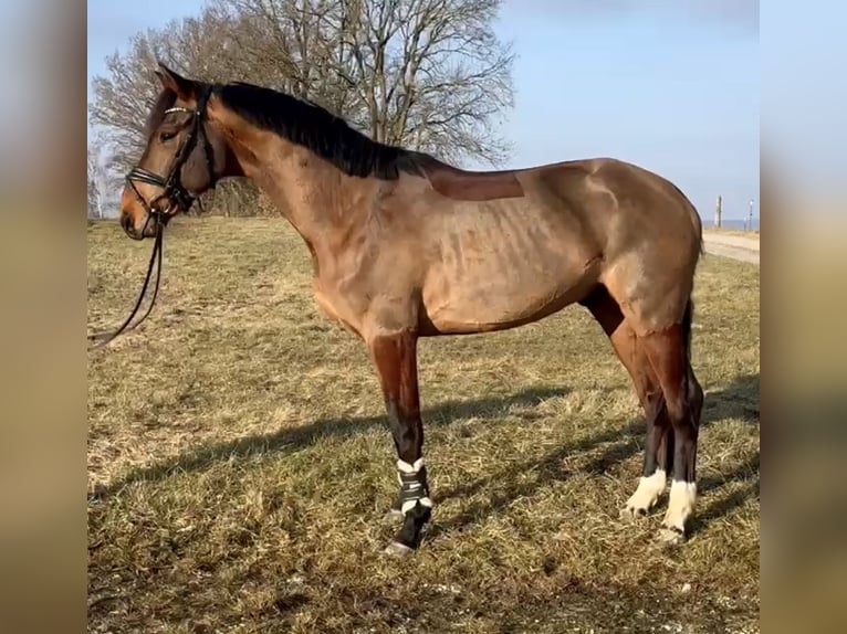 Zangersheide Ruin 4 Jaar 165 cm Bruin in Allershausen