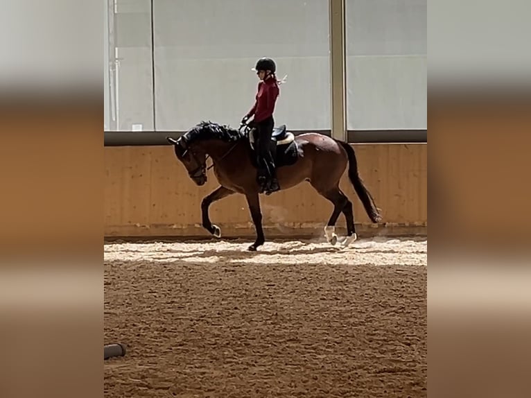 Zangersheide Ruin 4 Jaar 165 cm Bruin in München