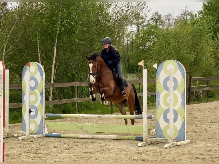Zangersheide Ruin 4 Jaar 165 cm Bruin in Hude (Oldenburg)Hude