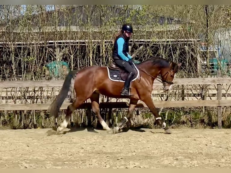 Zangersheide Ruin 4 Jaar 165 cm Bruin in Hude (Oldenburg)Hude