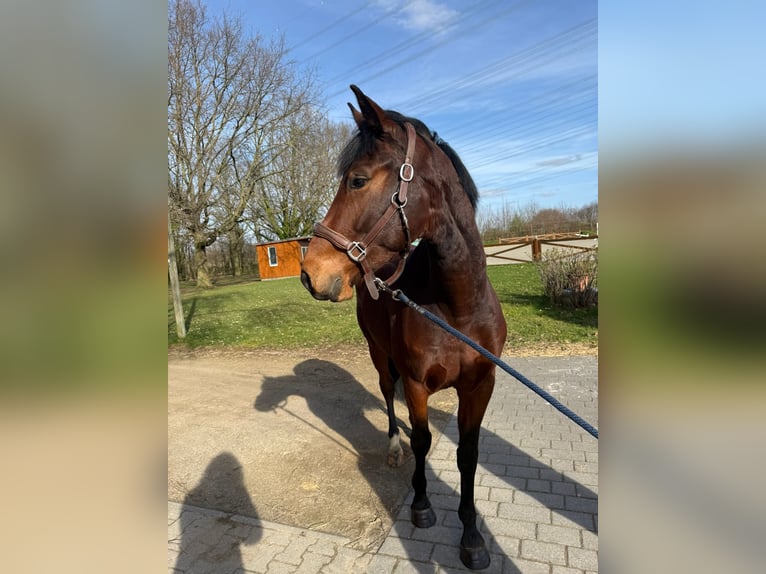 Zangersheide Ruin 4 Jaar 165 cm Bruin in Köln