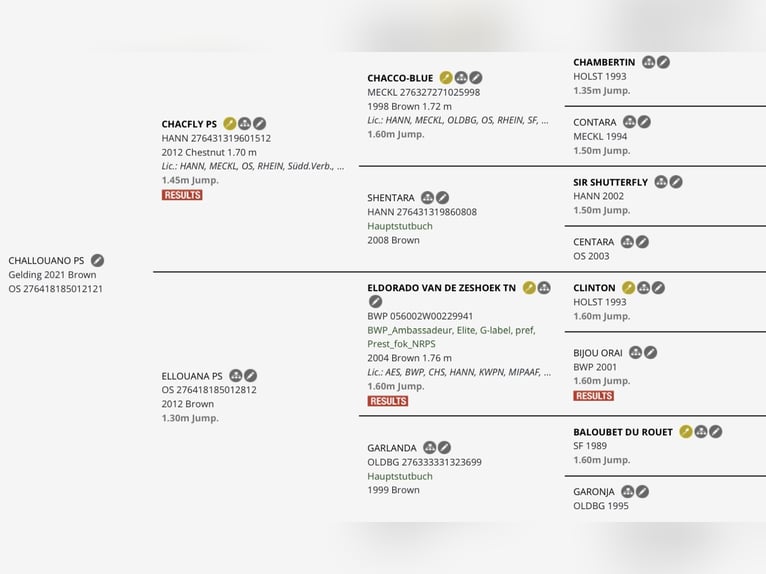 Zangersheide Ruin 4 Jaar 165 cm Donkerbruin in El Molar