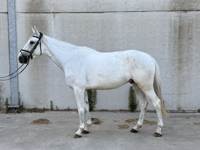 Zangersheide Ruin 4 Jaar 165 cm Wit in Stekene