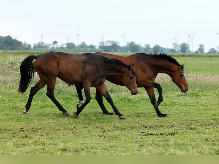 Zangersheide Ruin 4 Jaar 166 cm Bruin in Meppen