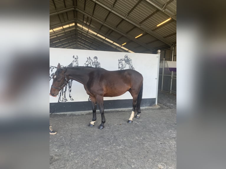 Zangersheide Ruin 4 Jaar 166 cm Bruin in Chaumes en brie