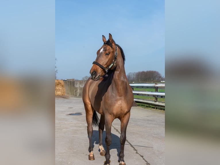 Zangersheide Ruin 4 Jaar 167 cm Bruin in Namur