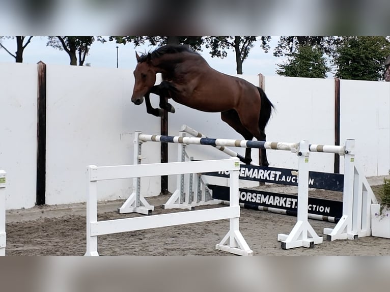 Zangersheide Ruin 4 Jaar 167 cm Roodbruin in Waddinxveen