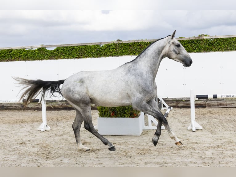 Zangersheide Ruin 4 Jaar 167 cm Schimmel in Waddinxveen