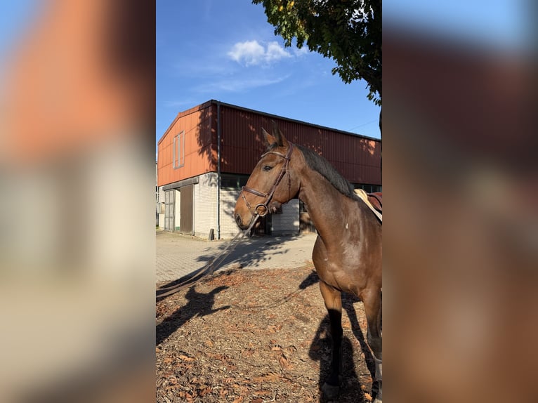 Zangersheide Ruin 4 Jaar 168 cm Donkerbruin in Warendorf