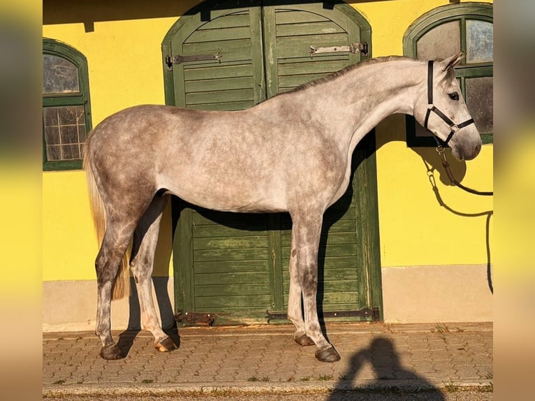 Zangersheide Ruin 4 Jaar 168 cm Schimmel in Murska Soboda