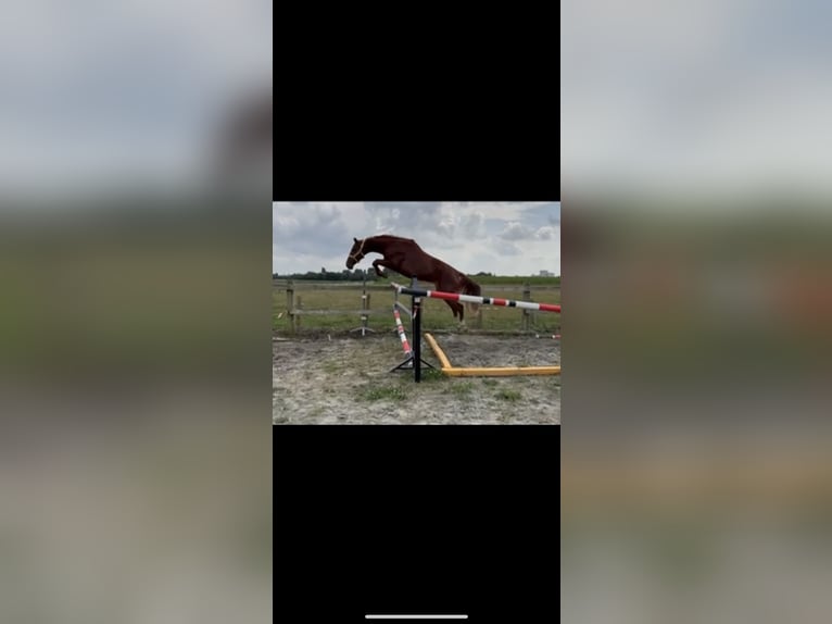 Zangersheide Ruin 4 Jaar 168 cm Vos in Wevelgem