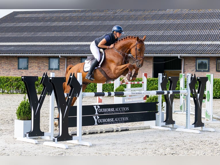 Zangersheide Ruin 4 Jaar 168 cm Vos in Waddinxveen
