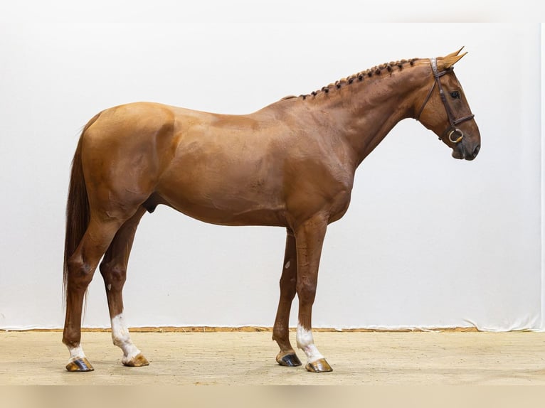 Zangersheide Ruin 4 Jaar 168 cm Vos in Waddinxveen