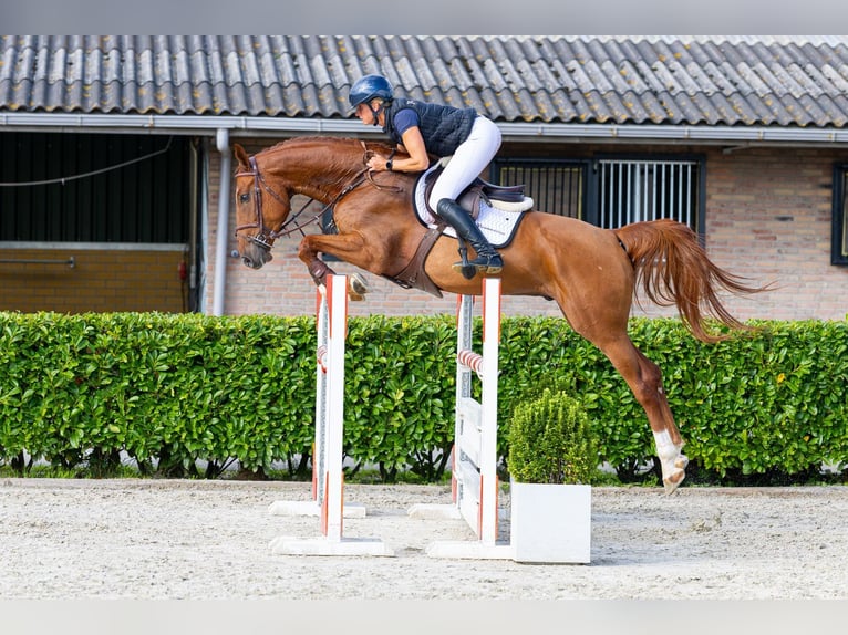 Zangersheide Ruin 4 Jaar 168 cm Vos in Waddinxveen