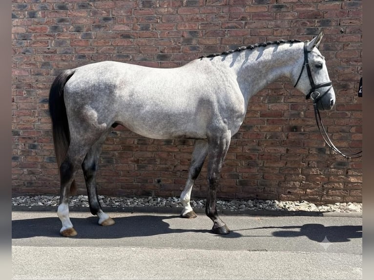 Zangersheide Ruin 4 Jaar 169 cm Appelschimmel in Niederkassel
