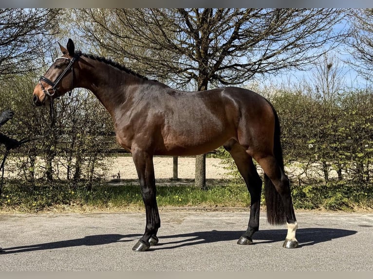 Zangersheide Ruin 4 Jaar 170 cm Bruin in Unterneukirchen