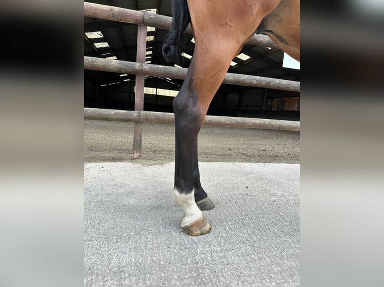 Zangersheide Ruin 4 Jaar 170 cm Bruin in GROTE-BROGEL