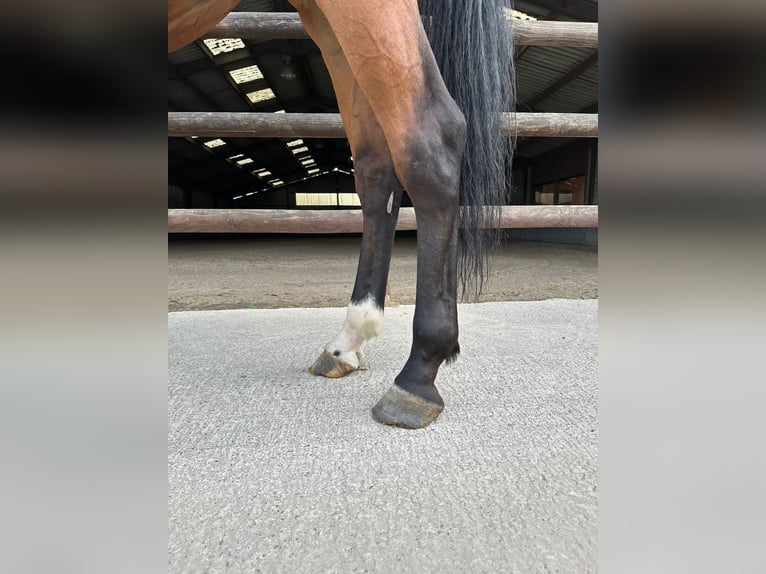 Zangersheide Ruin 4 Jaar 170 cm Bruin in GROTE-BROGEL