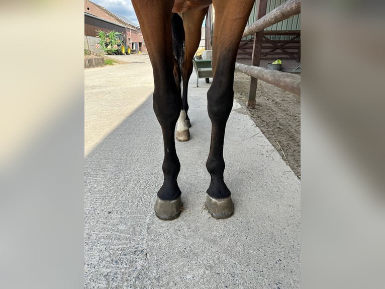 Zangersheide Ruin 4 Jaar 170 cm Bruin in GROTE-BROGEL