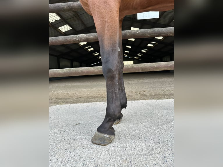Zangersheide Ruin 4 Jaar 170 cm Bruin in GROTE-BROGEL