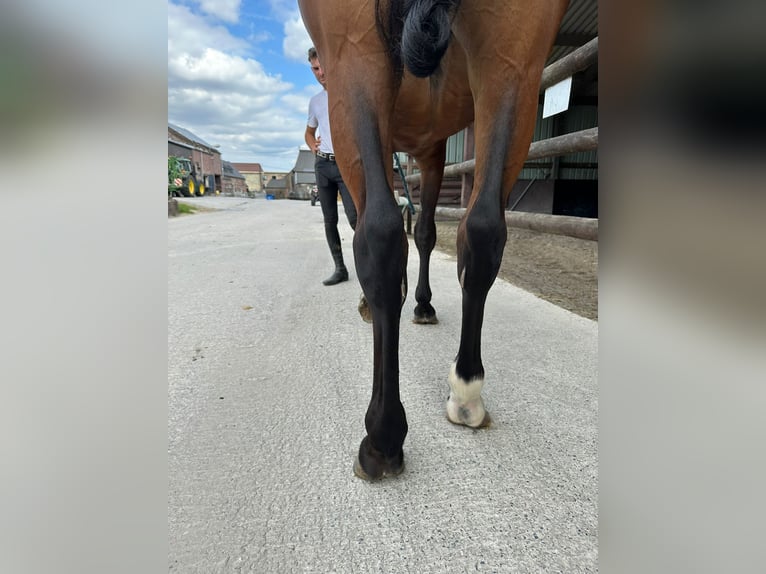 Zangersheide Ruin 4 Jaar 170 cm Bruin in GROTE-BROGEL