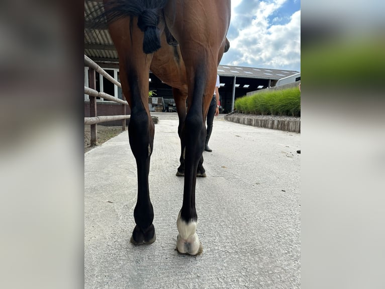 Zangersheide Ruin 4 Jaar 170 cm Bruin in GROTE-BROGEL