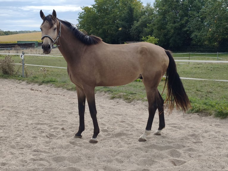Zangersheide Ruin 4 Jaar 170 cm Buckskin in Walzbachtal