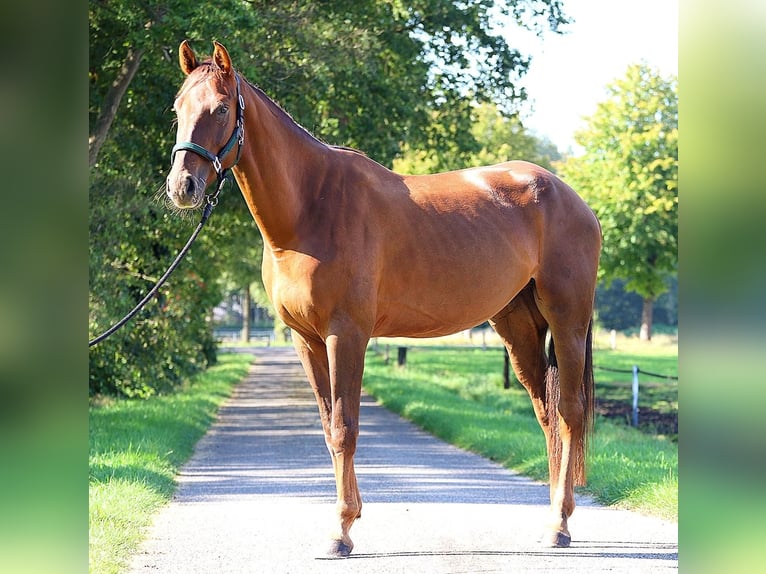 Zangersheide Ruin 4 Jaar 170 cm Donkere-vos in Rossum