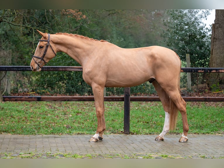 Zangersheide Ruin 4 Jaar 171 cm  in GROTE-BROGEL