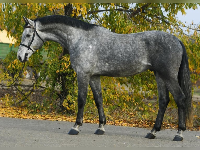 Zangersheide Ruin 4 Jaar 172 cm Appelschimmel in Csabacsűd