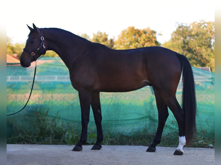 Zangersheide Ruin 4 Jaar 172 cm Roodbruin in Snina