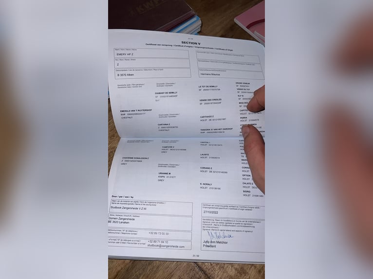 Zangersheide Ruin 4 Jaar 172 cm Schimmel in Mõr