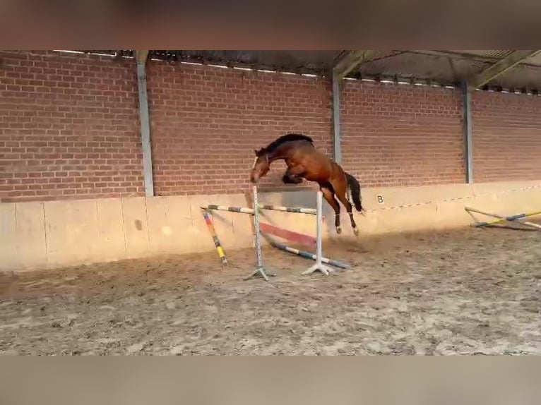 Zangersheide Ruin 4 Jaar 174 cm Bruin in Schefflenz
