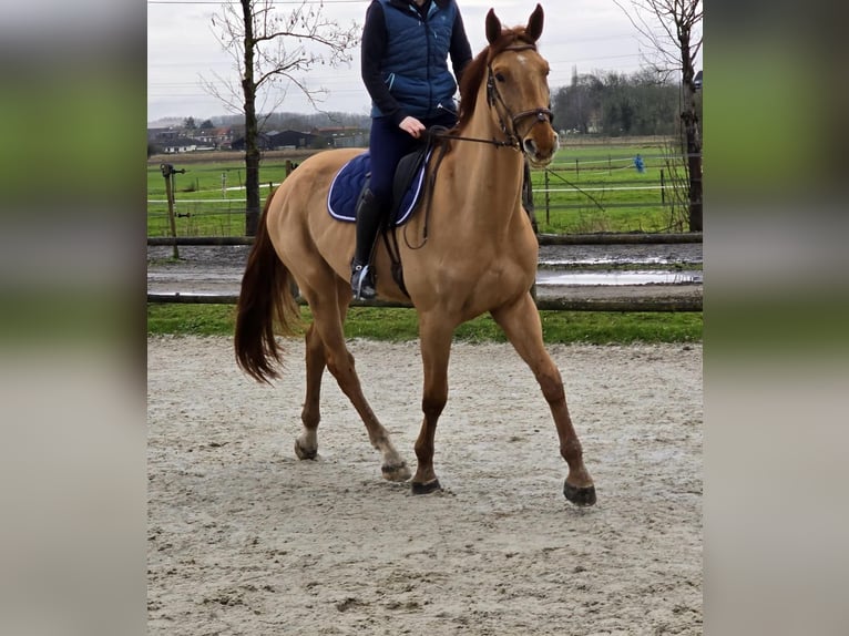 Zangersheide Ruin 4 Jaar 174 cm Vos in Leers