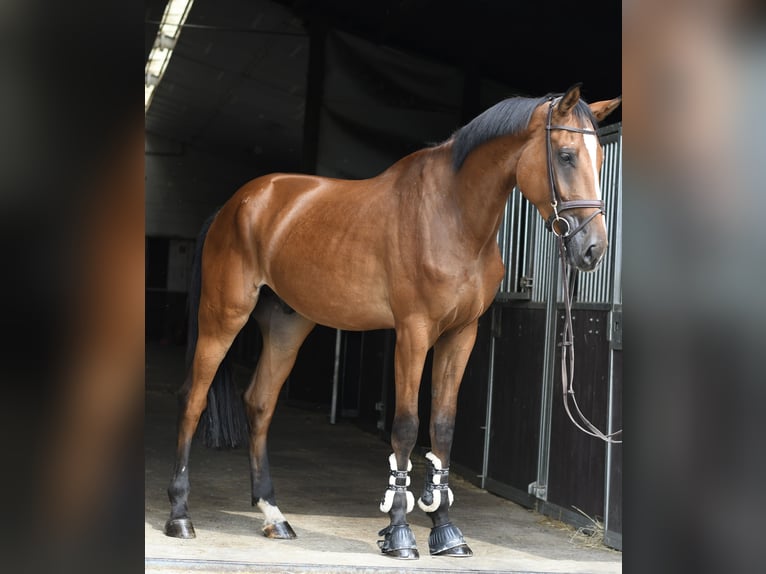 Zangersheide Ruin 4 Jaar 175 cm Bruin in Geilenkirchen