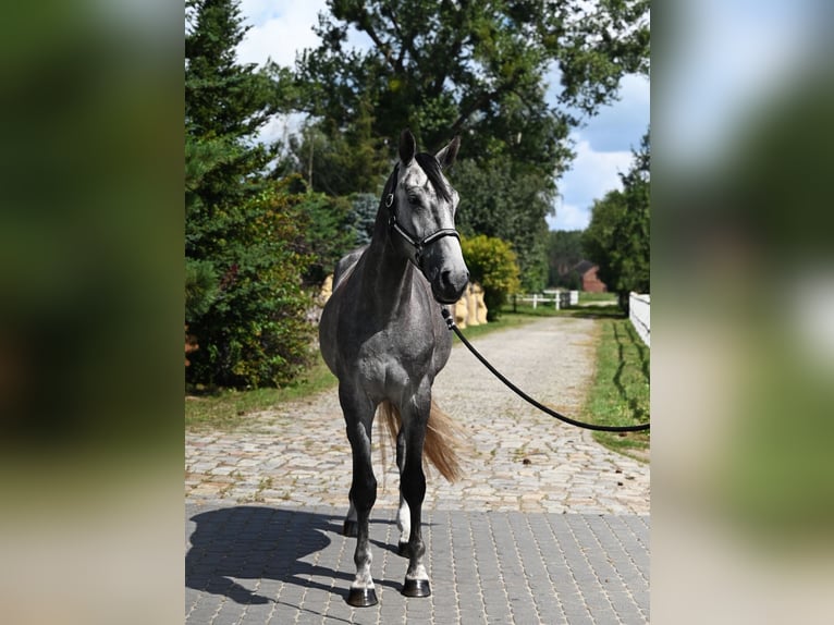 Zangersheide Ruin 4 Jaar 175 cm Schimmel in Santok