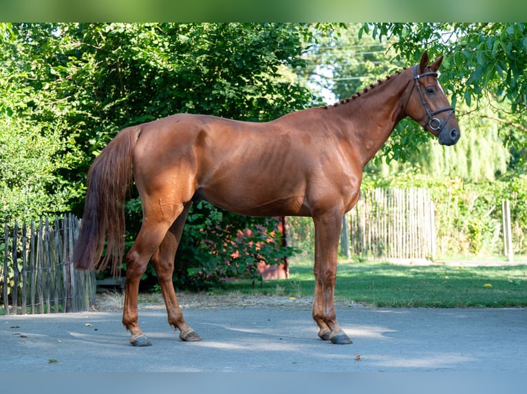 Zangersheide Ruin 4 Jaar 175 cm Vos in GROTE-BROGEL